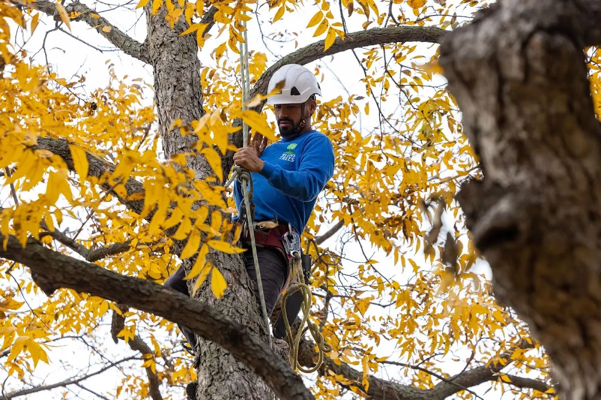 Skilled Tree Transplanting crew working in Lodge Grass