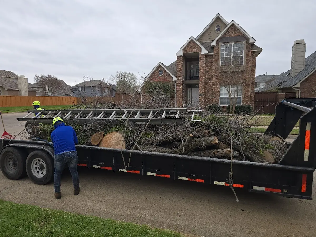 Expert Tree Removal with proper safety equipment in Lodge Grass